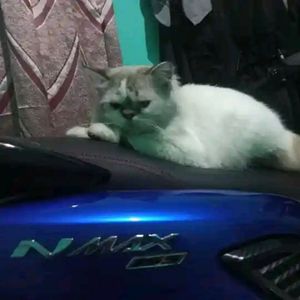 Mr Jr 87