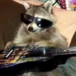 Shy Raccoon Seconds