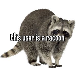 Maybe Racoon