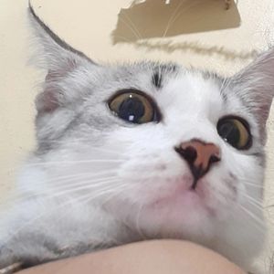 potato