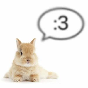 bunny