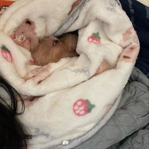 Vivi